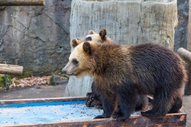 Genç zoo Park'ta ayı