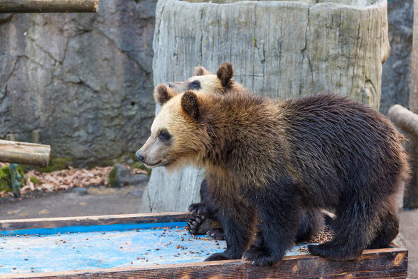 Young bear in zoo park