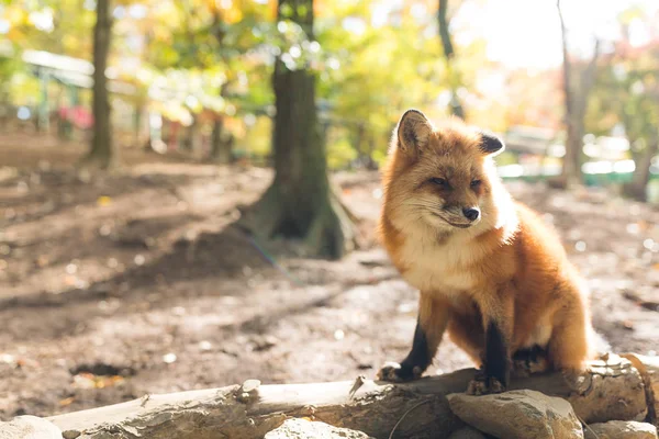 自然界中可爱的红狐狸 — 图库照片