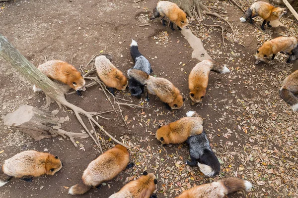 Raposas comendo toegther — Fotografia de Stock