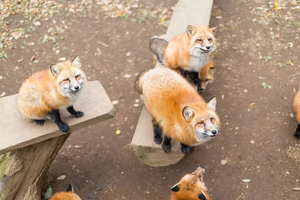 Zorros buscando comida en el bosque —  Fotos de Stock