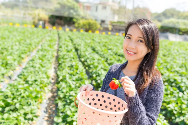 Frau pflückt Erdbeere auf Feld — Stockfoto