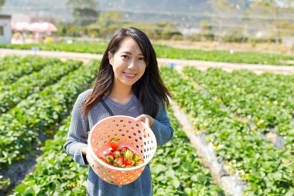 Frau pflückt Erdbeeren auf Feld — Stockfoto