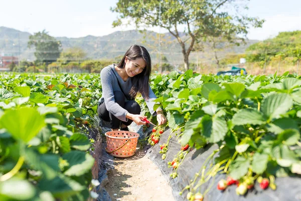 Vrouw plukken aardbeien in veld — Stockfoto
