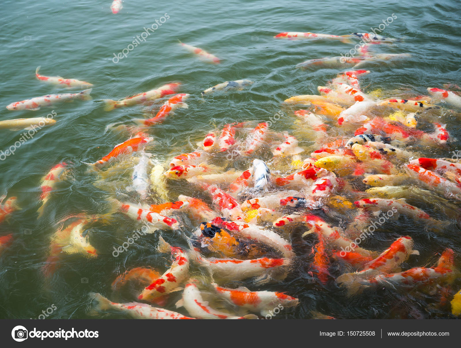 feeding koi fish
