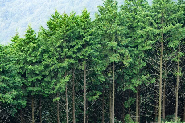 Bosque verde con árboles altos — Foto de Stock