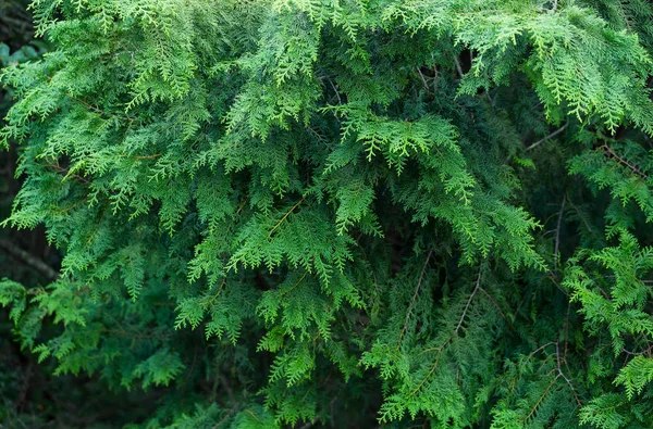 Groene pijnboom in bos — Stockfoto