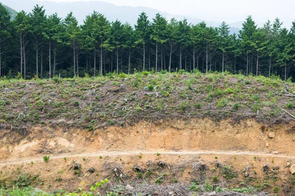 Natuurlandschap met veld en bos — Stockfoto