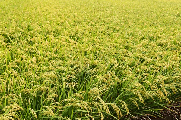 新鲜的绿色稻田 — 图库照片