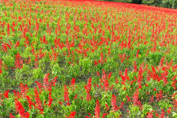 Garten mit Salvia-Pflanze — Stockfoto