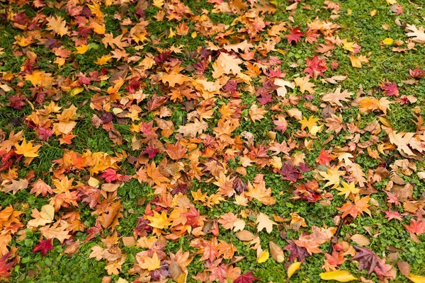 Colorful Maple leaves on ground — Stock Photo, Image