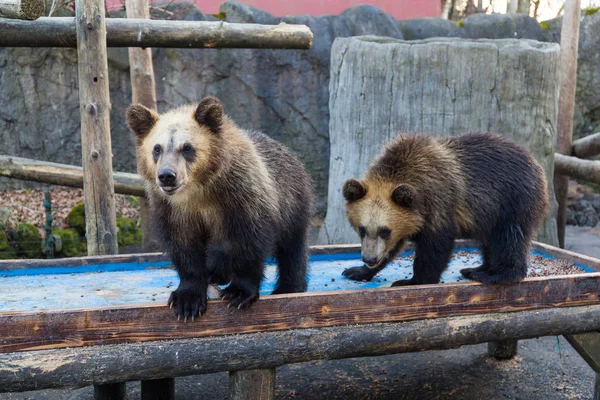 Little cute bears at zoo — Stock Photo, Image