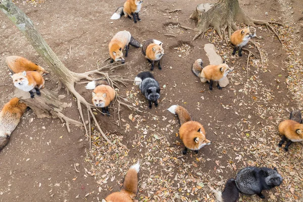 Zorros esperando comida —  Fotos de Stock