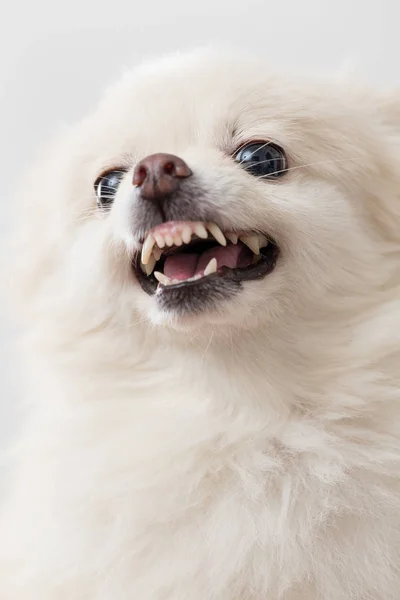 Chien poméranien blanc se mettre en colère — Photo