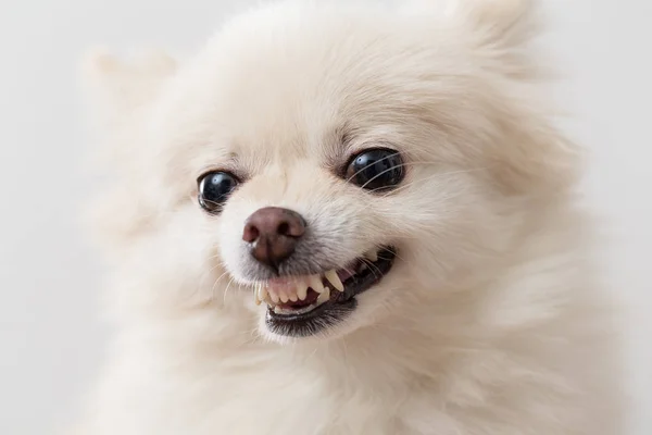 Χαριτωμένο Pomeranian σκύλος παίρνει θυμωμένος — Φωτογραφία Αρχείου