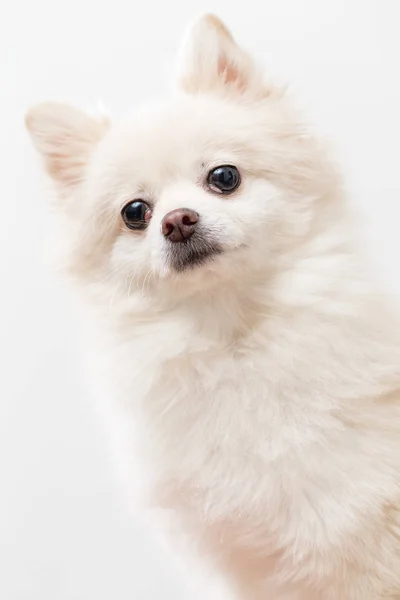 Pomerania bianco carino cane — Foto Stock