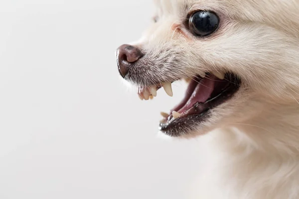 Pomeranian cão mostrando dentes — Fotografia de Stock