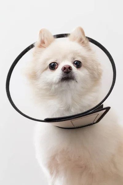 白博美犬狗与保护灯罩 — 图库照片