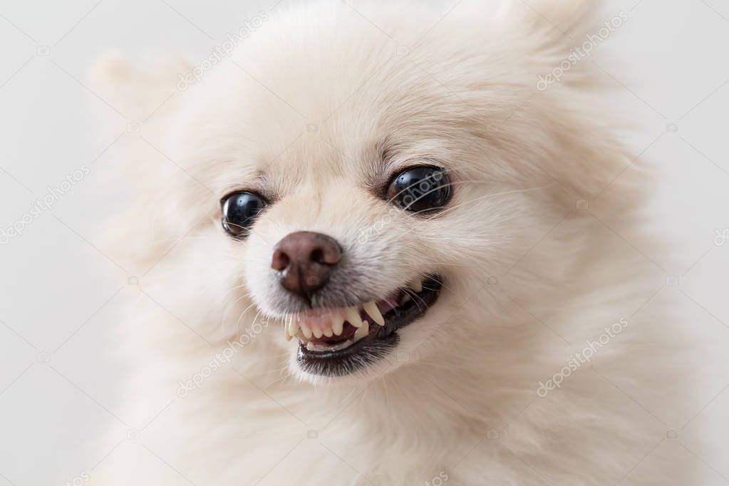 Cute Pomeranian dog getting angry