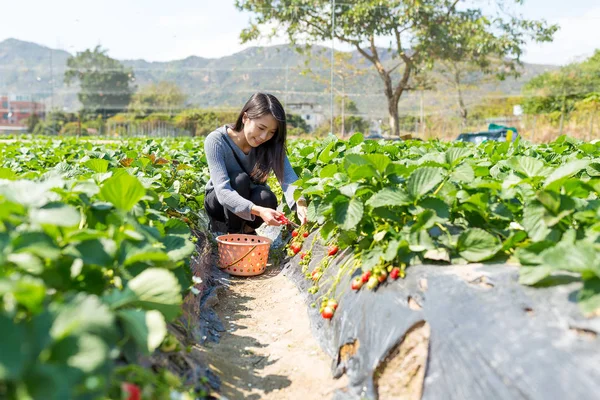 Femme coupant des fraises dans le champ — Photo