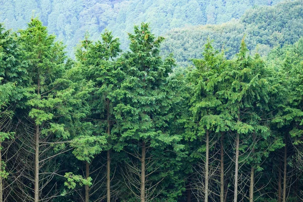 Forêt verte avec de grands arbres — Photo