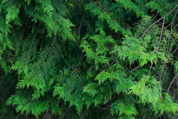 Зеленая сосна в лесу — стоковое фото