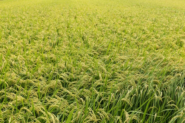 Campo de arroz verde fresco — Foto de Stock