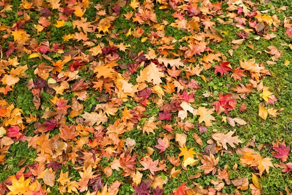 Barevné javorové listy na zem — Stock fotografie