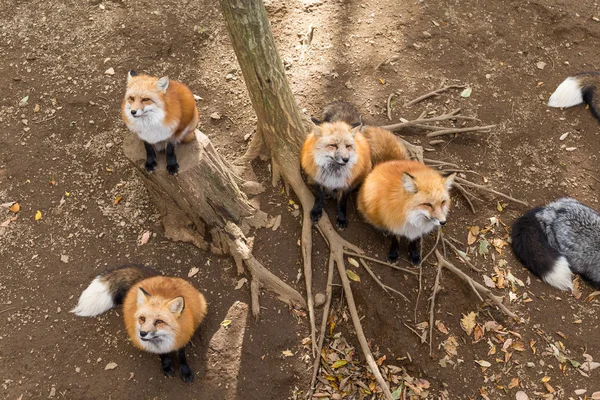 Cute red foxes at outdoor — Stock Photo, Image