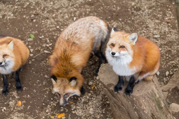 Krásné červené roztomilé lišky — Stock fotografie
