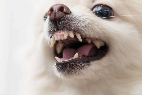 Pomeranian 개 보여주는 치아 — 스톡 사진