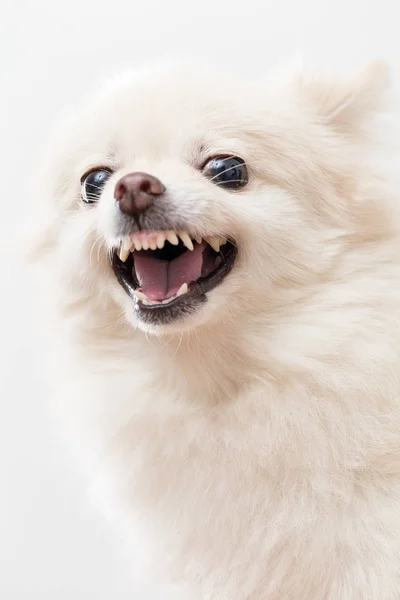 Pomeranian hund mår arg — Stockfoto