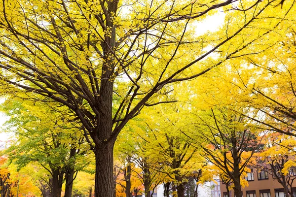 Yellow gingko trees in park — Stock Photo, Image