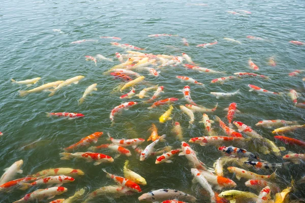 Carp fish in pond — Stock Photo, Image