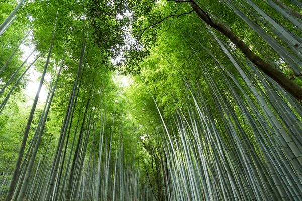 Green Bamboo forest — Stock Photo, Image