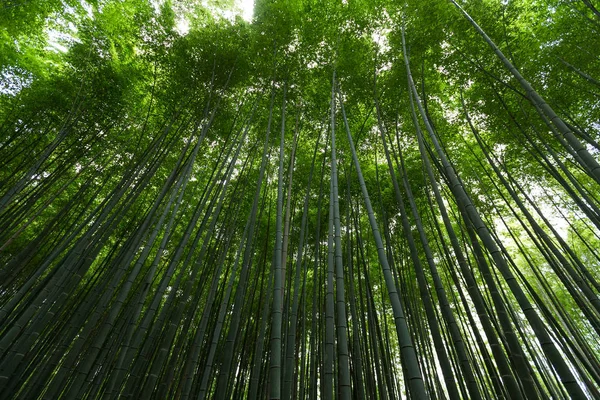 Forêt de bambous verts — Photo