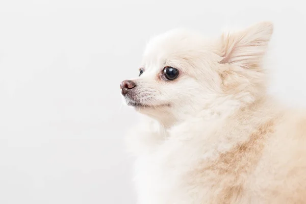 White pomeranian dog — Stock Photo, Image