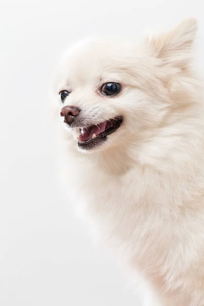 Witte Pommeren hond steeds boos — Stockfoto