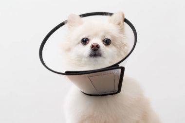 Pomeranian köpek giyiyor koruyucu yaka