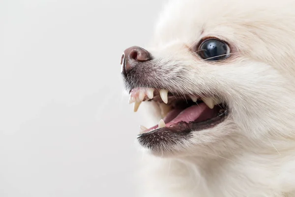 Pomeranian hund avbarkning — Stockfoto