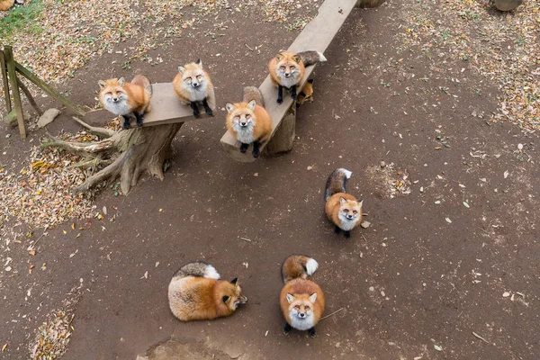 Lišky, vyhledávání — Stock fotografie
