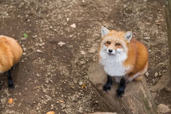 Çok güzel Fox ararken — Stok fotoğraf