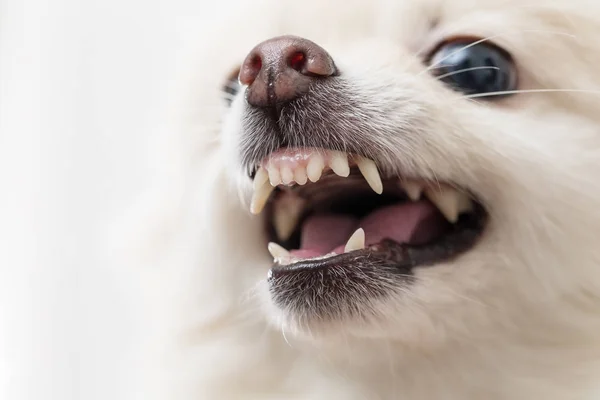 Pomeranian dog feeling angry — Stock Photo, Image