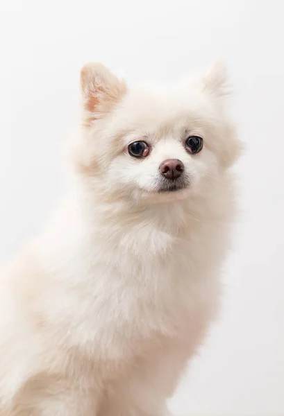 Retrato de cão da Pomerânia — Fotografia de Stock