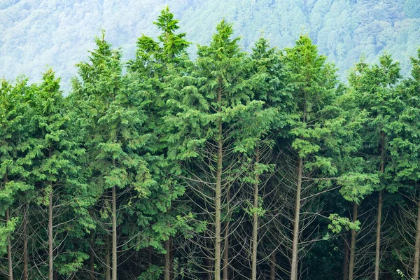 Forêt verte avec de grands arbres — Photo