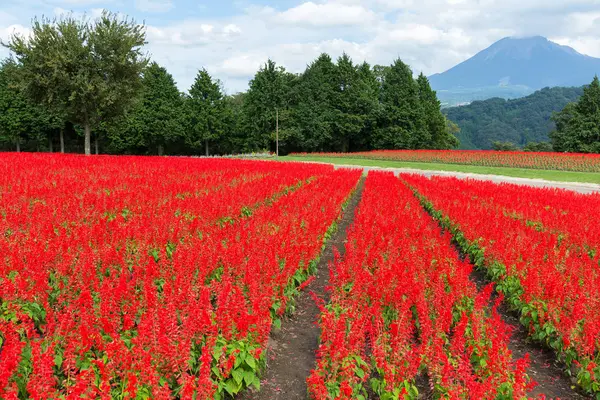 Fazenda Salvia vermelha e montanha — Fotografia de Stock