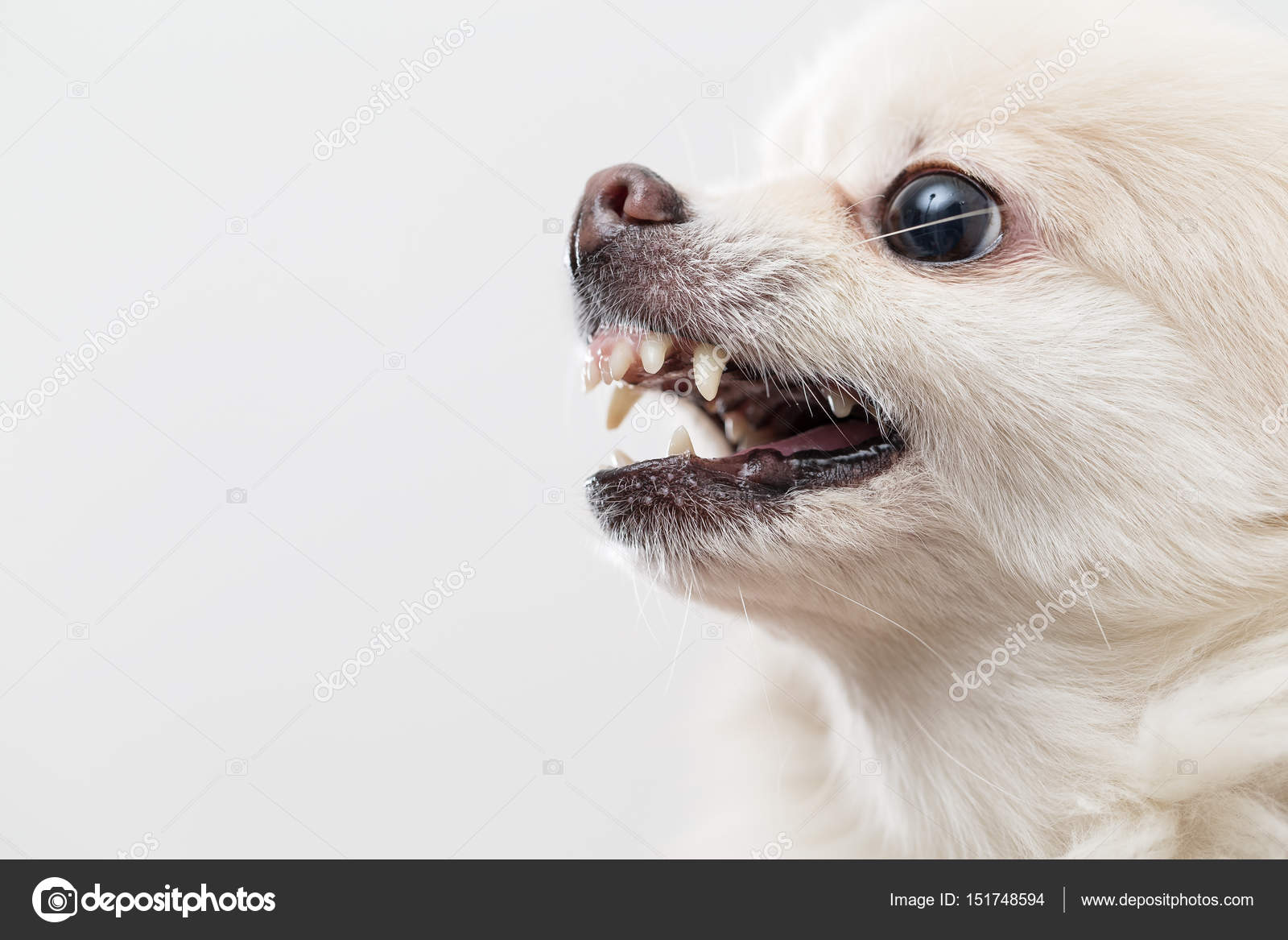Pomeranian dog barking Stock by ©leungchopan 151748594