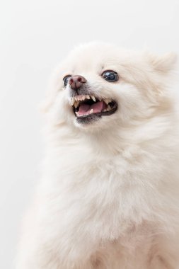 Beyaz pomeranian köpek havlıyor
