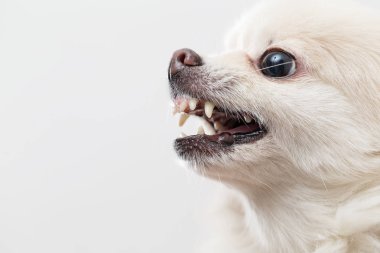 Pomeranian köpek havlıyor
