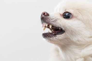 Pomeranian dog barking clipart